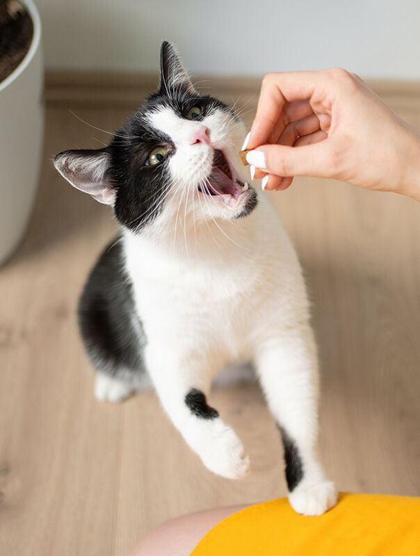 hand feeding supplement to cat